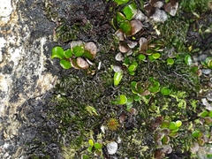 Notogrammitis crassior