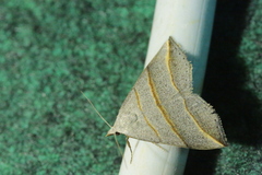 Colobochyla salicalis