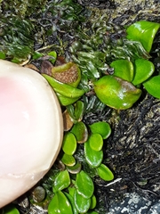 Notogrammitis crassior