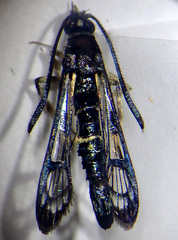 Synanthedon pyri