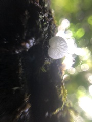 Marasmiellus volvatus