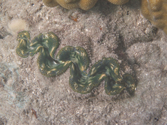 Tridacna crocea