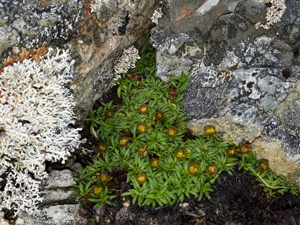 Abrotanella pusilla