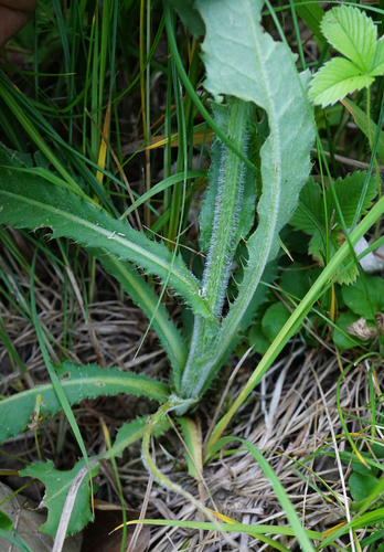 Image of Cirsium pannonicum by (c) Patrick Hacker, some rights reserved (CC BY)