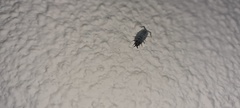 Isopoda
