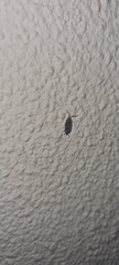Isopoda