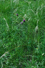 Cirsium pannonicum
