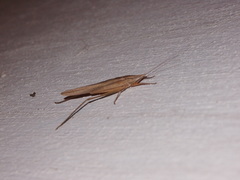 Euconocephalus varius