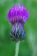 Cirsium pannonicum