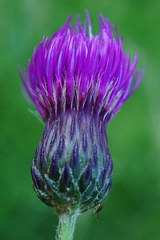 Cirsium pannonicum