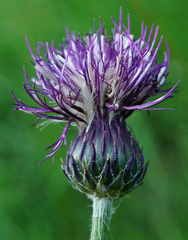 Cirsium pannonicum