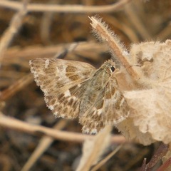 Muschampia baeticus