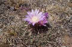 Echinofossulocactus zacatecasensis