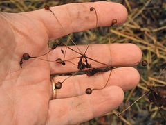 Lysimachia quadrifolia