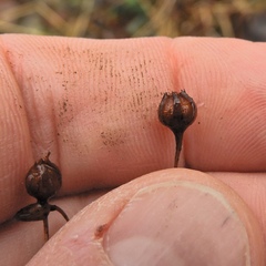 Lysimachia quadrifolia