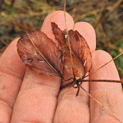 Lysimachia quadrifolia