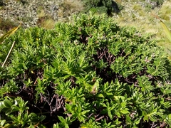 Pimelea gnidia