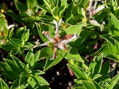 Pimelea gnidia