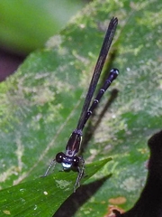 Palaemnema