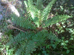 Polystichum braunii