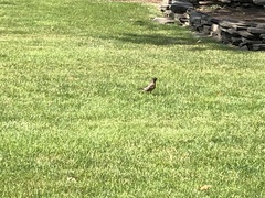 Turdus migratorius