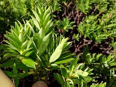 Pimelea gnidia
