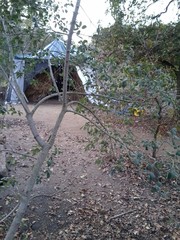 Frangula californica tomentella