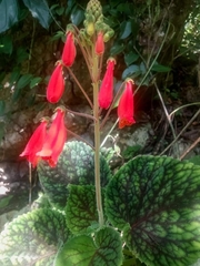 Gesnerieae