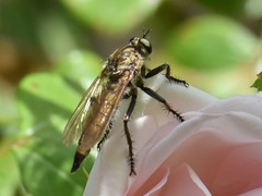 Eutolmus rufibarbis