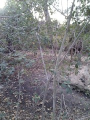 Frangula californica tomentella