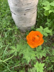 Trollius asiaticus