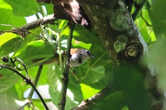 Cyanoderma melanothorax