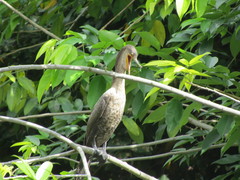 Nannopterum brasilianum