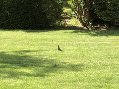 Turdus migratorius