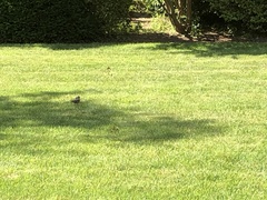 Turdus migratorius