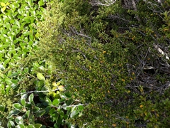 Coprosma pseudocuneata