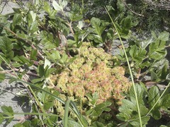 Glehnia littoralis leiocarpa