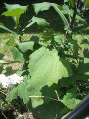 Smallanthus sonchifolius