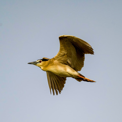 Nycticorax nycticorax