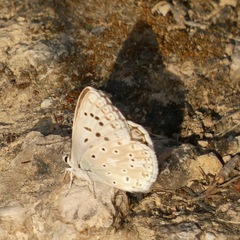 Polyommatus albicans