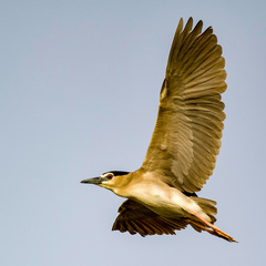Nycticorax nycticorax
