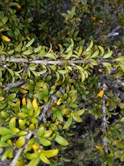 Coprosma pseudocuneata