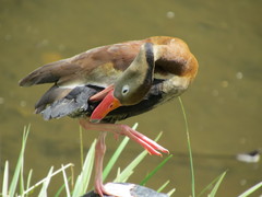Dendrocygna autumnalis