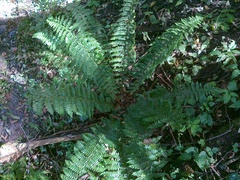 Polystichum braunii