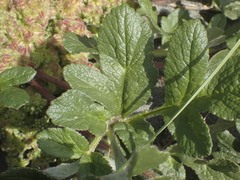 Glehnia littoralis leiocarpa