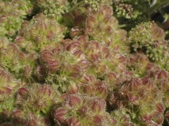 Glehnia littoralis leiocarpa