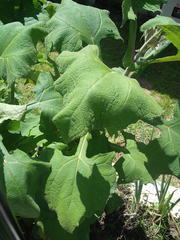 Smallanthus sonchifolius