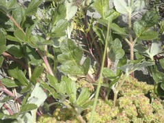 Glehnia littoralis leiocarpa
