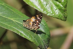 Symbrenthia hypselis