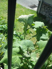 Smallanthus sonchifolius